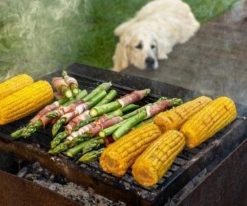 Can Dogs Eat Asparagus Fern? Ornamental Plant Poisoning Risks Explained