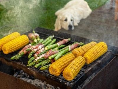 Can Dogs Eat Asparagus Fern? Ornamental Plant Poisoning Risks Explained