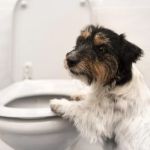 How to Prevent Your Dog from Drinking Toilet Water: Behavioural Modification