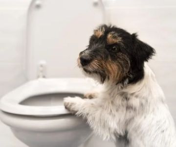How to Prevent Your Dog from Drinking Toilet Water: Behavioural Modification