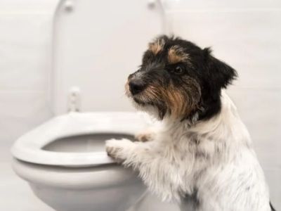 How to Prevent Your Dog from Drinking Toilet Water: Behavioural Modification