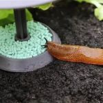 How to Prevent Dog Slug Pellet Poisoning in UK Gardens
