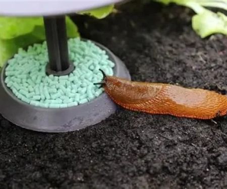 How to Prevent Dog Slug Pellet Poisoning in UK Gardens