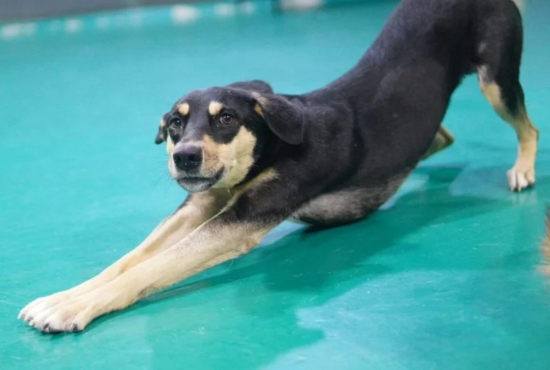 Why Does My Dog Stretch So Much? Understanding Normal Stretching vs Abdominal Pain