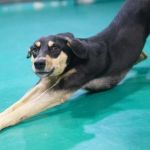 Why Does My Dog Stretch So Much? Understanding Normal Stretching vs Abdominal Pain