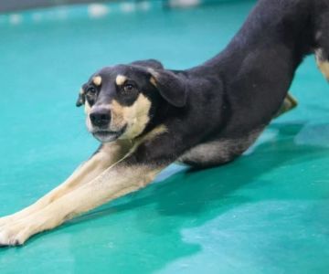 Why Does My Dog Stretch So Much? Understanding Normal Stretching vs Abdominal Pain
