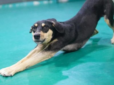 Why Does My Dog Stretch So Much? Understanding Normal Stretching vs Abdominal Pain