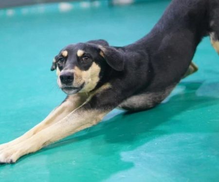 Why Does My Dog Stretch So Much? Understanding Normal Stretching vs Abdominal Pain