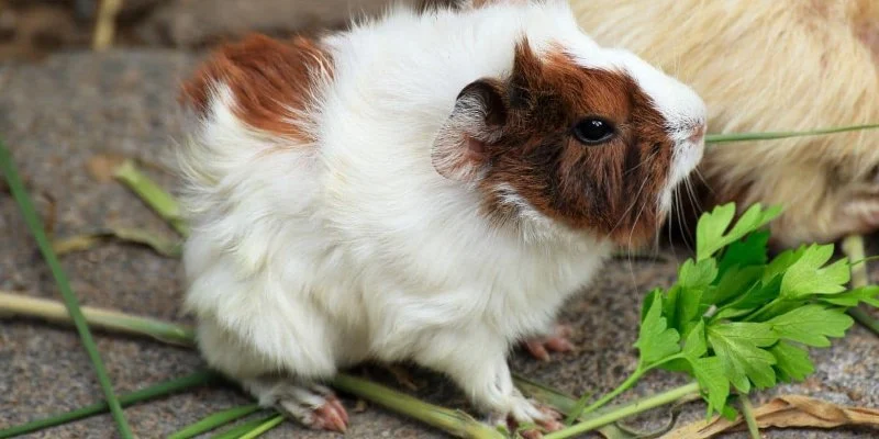 Can Guinea Pigs Eat Coriander? Herb Safety and Vitamin C Benefits