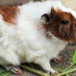 Can Guinea Pigs Eat Coriander? Herb Safety and Vitamin C Benefits