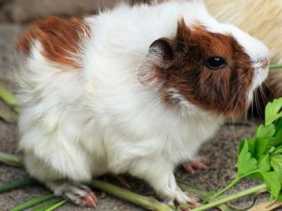 Can Guinea Pigs Eat Coriander? Herb Safety and Vitamin C Benefits