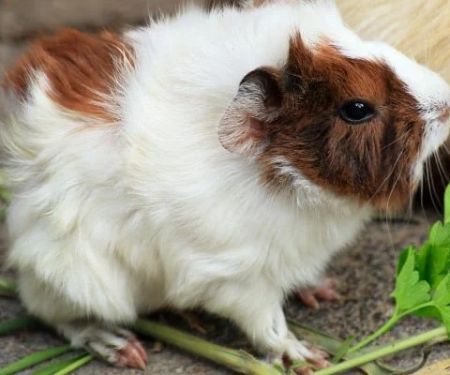 Can Guinea Pigs Eat Coriander? Herb Safety and Vitamin C Benefits