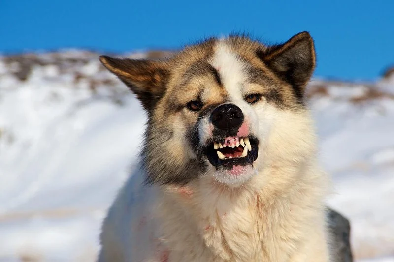Why Is My Dog Growling for No Reason? Hidden Pain or Fear