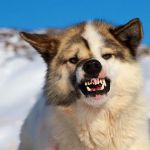 Why Is My Dog Growling for No Reason? Hidden Pain or Fear