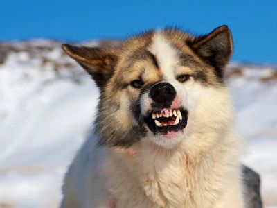 Why Is My Dog Growling for No Reason? Hidden Pain or Fear