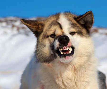 Why Is My Dog Growling for No Reason? Hidden Pain or Fear
