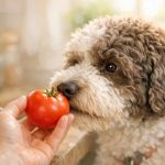 Can Dogs Eat Tomatoes? Ripe vs Unripe Safety Differences Explained