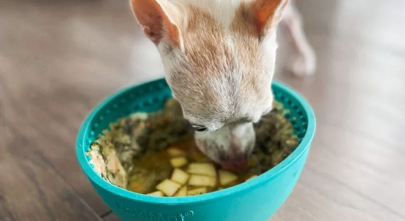 Why Dogs Lick Their Bowl After Eating: Hunger or Health Issue Explained