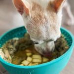 Why Dogs Lick Their Bowl After Eating: Hunger or Health Issue Explained