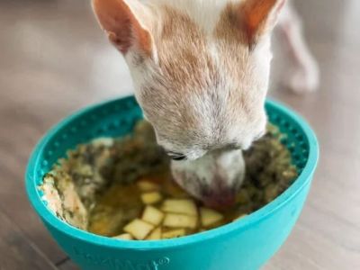 Why Dogs Lick Their Bowl After Eating: Hunger or Health Issue Explained