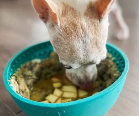 Why Dogs Lick Their Bowl After Eating: Hunger or Health Issue Explained
