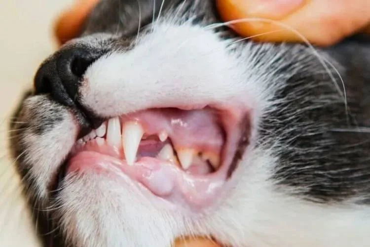 Common Cat Health Problems: Dental Disease, Obesity and Skin Conditions Explained