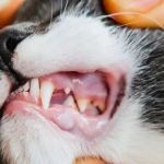 Common Cat Health Problems: Dental Disease, Obesity and Skin Conditions Explained