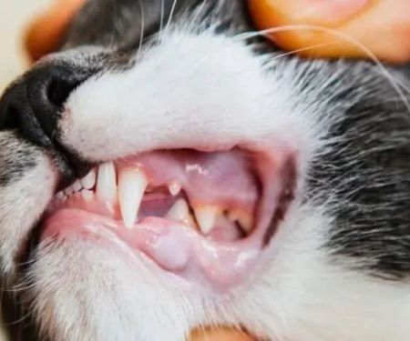 Common Cat Health Problems: Dental Disease, Obesity and Skin Conditions Explained