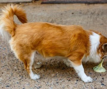 Why Does My Dog Eat Their Own Vomit? Understanding Natural Canine Behavior