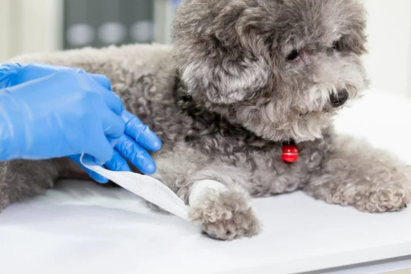 Basic Dog Wound Cleaning at Home UK First Aid Guide for Pet Owners