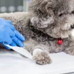 Basic Dog Wound Cleaning at Home UK First Aid Guide for Pet Owners