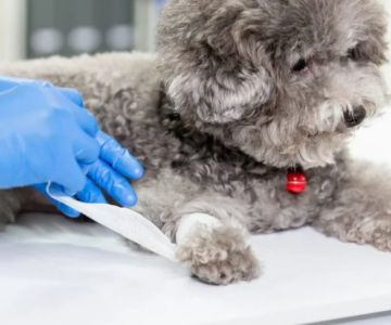 Basic Dog Wound Cleaning at Home UK First Aid Guide for Pet Owners