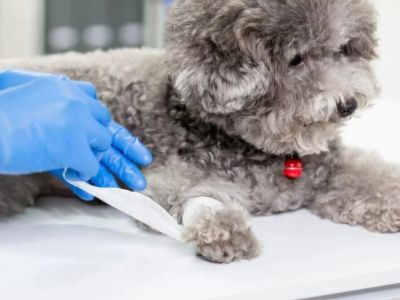 Basic Dog Wound Cleaning at Home UK First Aid Guide for Pet Owners