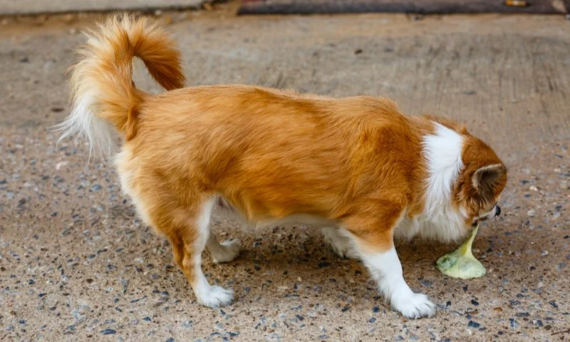 Why Does My Dog Eat Their Own Vomit? Natural Canine Behaviour Explained