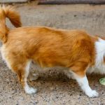 Why Does My Dog Eat Their Own Vomit? Natural Canine Behaviour Explained