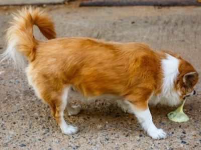 Why Does My Dog Eat Their Own Vomit? Natural Canine Behaviour Explained
