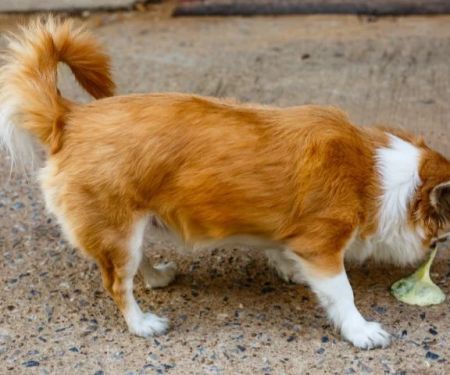Why Does My Dog Eat Their Own Vomit? Natural Canine Behaviour Explained
