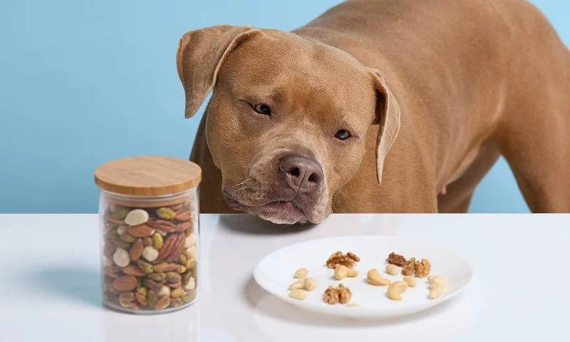 Can Dogs Eat Almonds? Digestive Risks and Choking Hazards Explained
