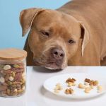 Can Dogs Eat Almonds? Digestive Risks and Choking Hazards Explained