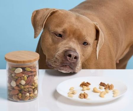 Can Dogs Eat Almonds? Digestive Risks and Choking Hazards Explained