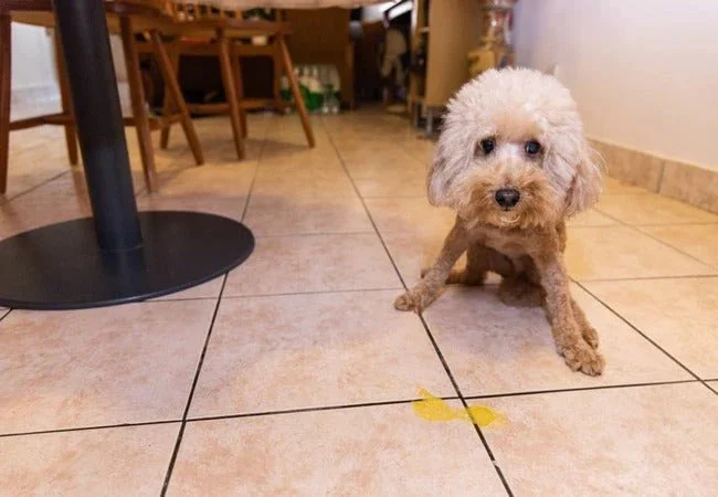 Why Is My Dog Vomiting Yellow Bile? Causes, Treatment & When to See a Vet