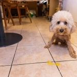 Why Is My Dog Vomiting Yellow Bile? Causes, Treatment & When to See a Vet