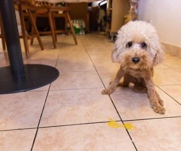 Why Is My Dog Vomiting Yellow Bile? Causes, Treatment & When to See a Vet