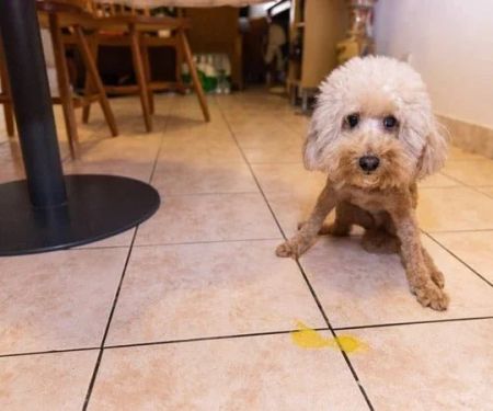 Why Is My Dog Vomiting Yellow Bile? Causes, Treatment & When to See a Vet