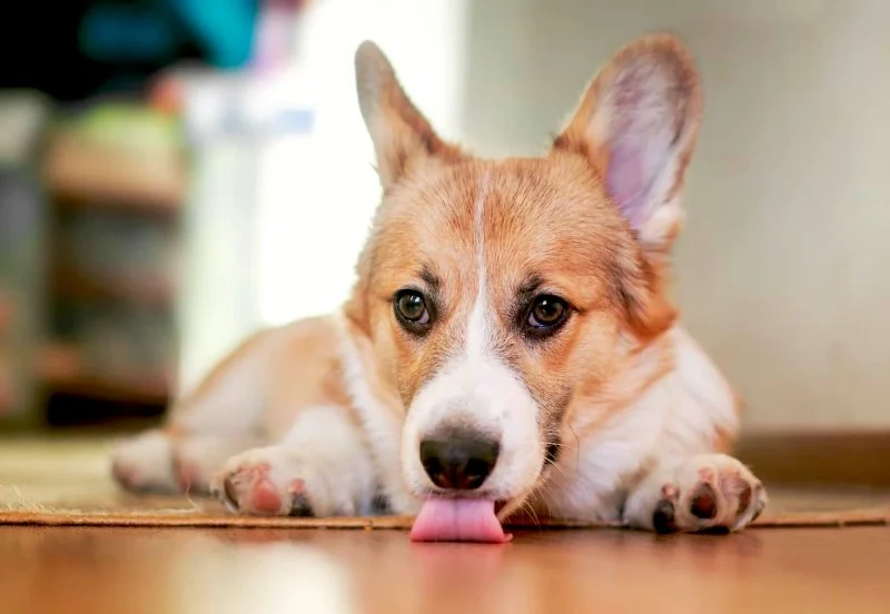 Why Does My Dog Lick the Floor? Causes, Nausea or Behavior Explained