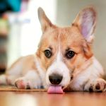 Why Does My Dog Lick the Floor? Causes, Nausea or Behavior Explained