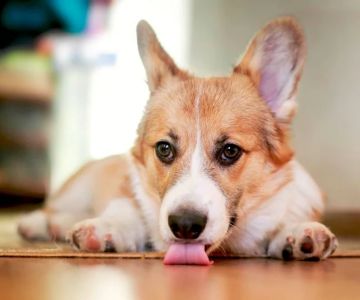 Why Does My Dog Lick the Floor? Causes, Nausea or Behavior Explained