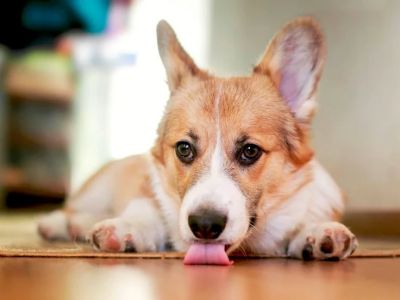 Why Does My Dog Lick the Floor? Causes, Nausea or Behavior Explained