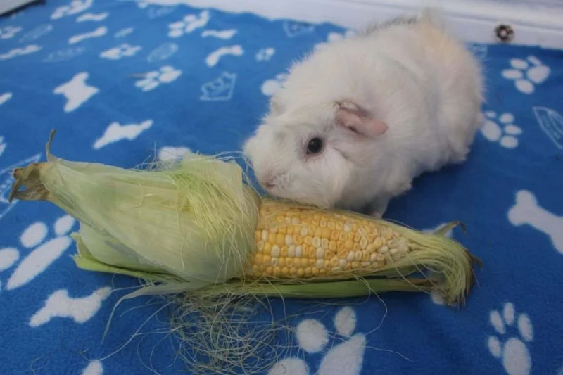 Can Guinea Pigs Eat Corn Husks? Safe Fibrous Treat Guide for Small Pets