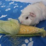 Can Guinea Pigs Eat Corn Husks? Safe Fibrous Treat Guide for Small Pets